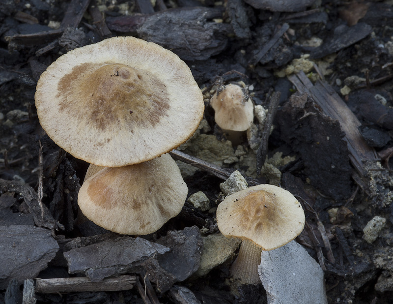 Conocybe inocybeoides